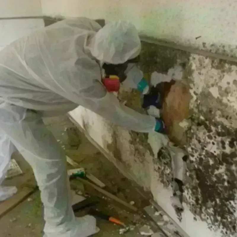 Best Mold Remediation and Removal Service in Treasure County, MT